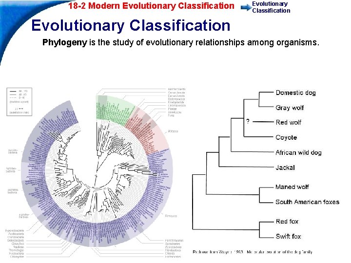 18 -2 Modern Evolutionary Classification Phylogeny is the study of evolutionary relationships among organisms.