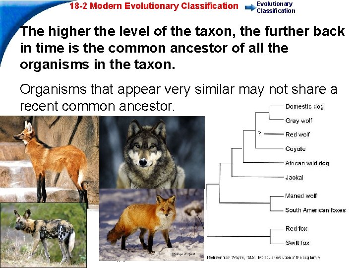 18 -2 Modern Evolutionary Classification The higher the level of the taxon, the further