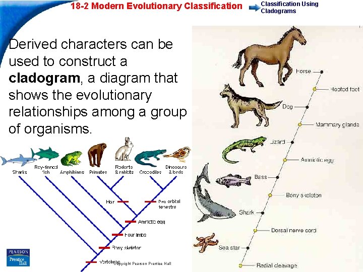 18 -2 Modern Evolutionary Classification Using Cladograms Derived characters can be used to construct