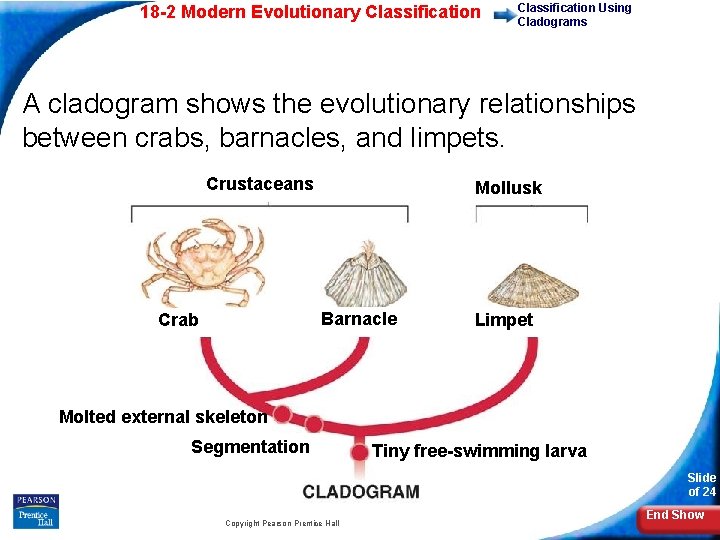 18 -2 Modern Evolutionary Classification Using Cladograms A cladogram shows the evolutionary relationships between