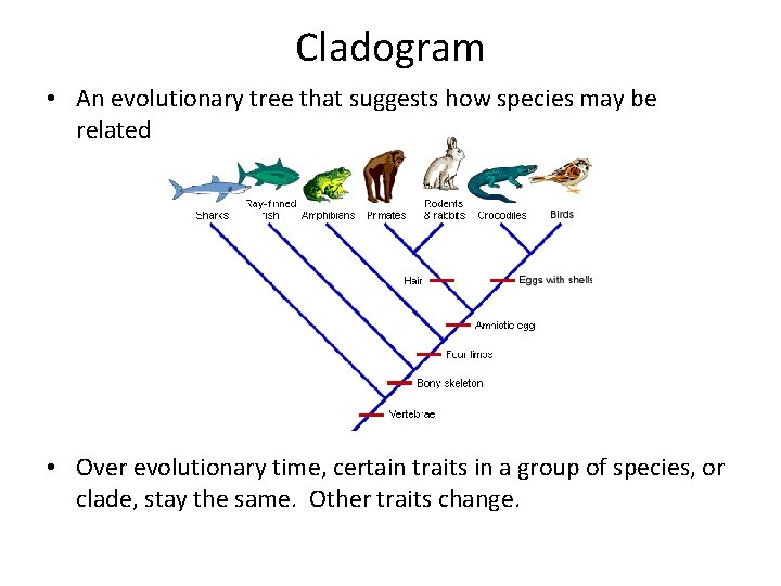 Cladogram • An evolutionary tree that suggests how species may be related • Over Cladogram • An evolutionary tree that suggests how species may be related • Over