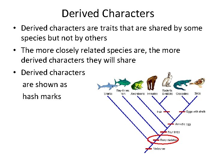 Derived Characters • Derived characters are traits that are shared by some species but Derived Characters • Derived characters are traits that are shared by some species but