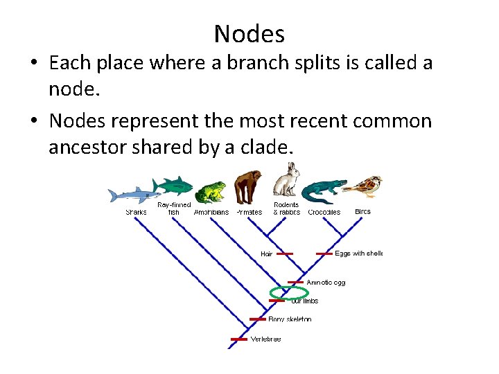 Nodes • Each place where a branch splits is called a node. • Nodes Nodes • Each place where a branch splits is called a node. • Nodes