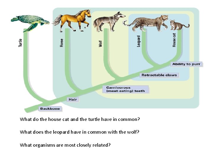 What do the house cat and the turtle have in common? What does the What do the house cat and the turtle have in common? What does the