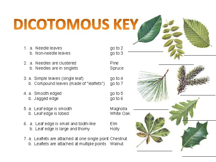 1. a. Needle leaves b. Non-needle leaves 2. a. Needles are clustered b. 1. a. Needle leaves b. Non-needle leaves 2. a. Needles are clustered b.