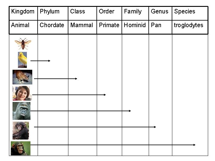 Kingdom Phylum Animal Class Order Family Genus Species Chordate Mammal Primate Hominid Pan troglodytes Kingdom Phylum Animal Class Order Family Genus Species Chordate Mammal Primate Hominid Pan troglodytes