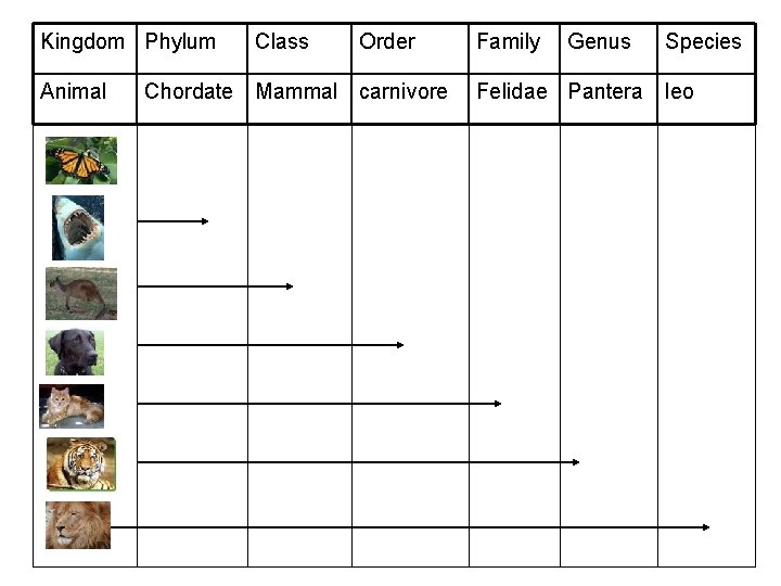 Kingdom Phylum Animal Class Order Chordate Mammal carnivore Family Genus Felidae Pantera Species leo Kingdom Phylum Animal Class Order Chordate Mammal carnivore Family Genus Felidae Pantera Species leo
