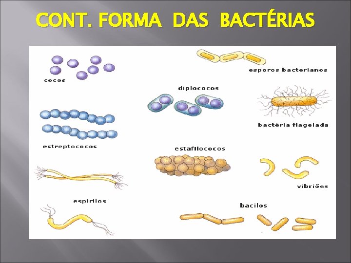 CONT. FORMA DAS BACTÉRIAS 