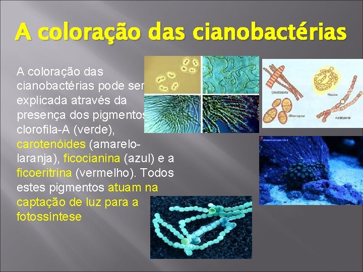 A coloração das cianobactérias pode ser explicada através da presença dos pigmentos clorofila-A (verde),