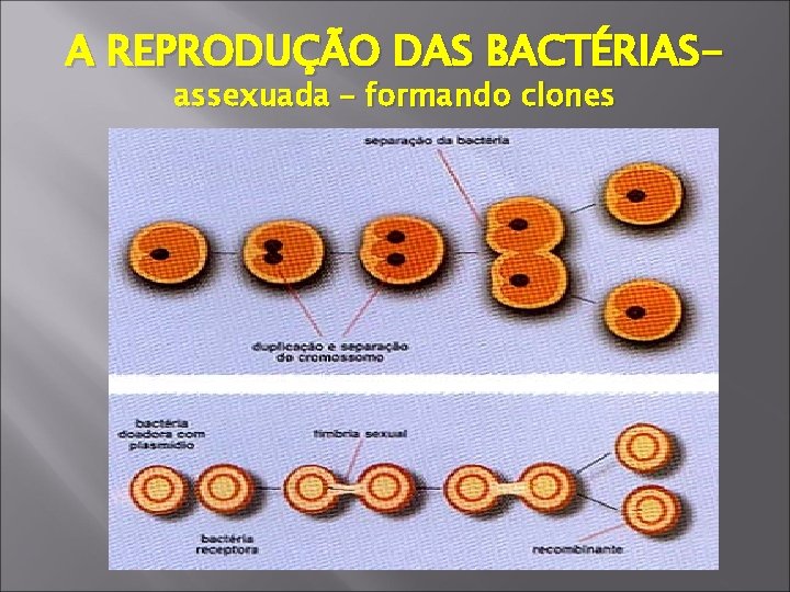 A REPRODUÇÃO DAS BACTÉRIASassexuada – formando clones 