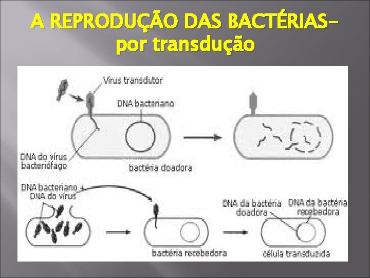 A REPRODUÇÃO DAS BACTÉRIASpor transdução 