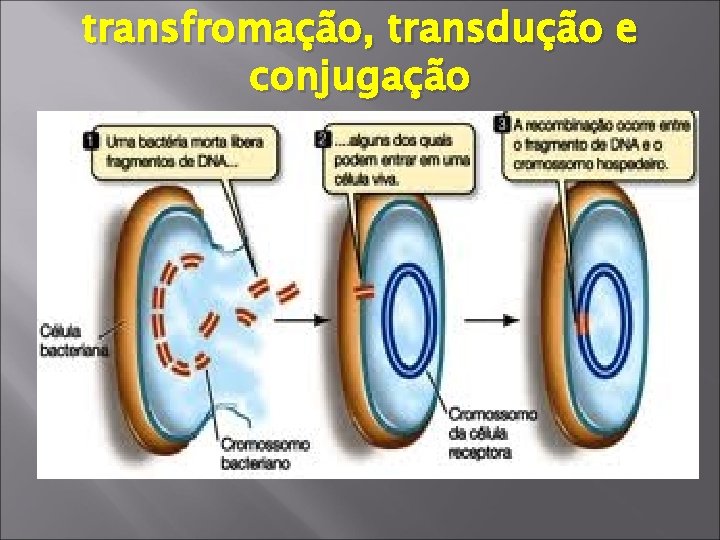 transfromação, transdução e conjugação 