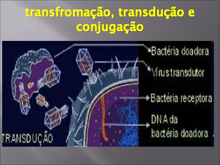 transfromação, transdução e conjugação 