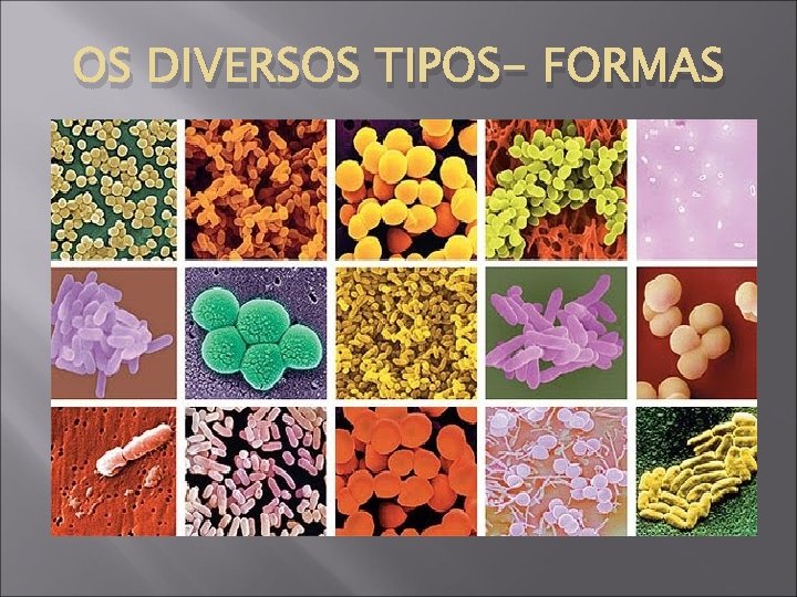OS DIVERSOS TIPOS- FORMAS 
