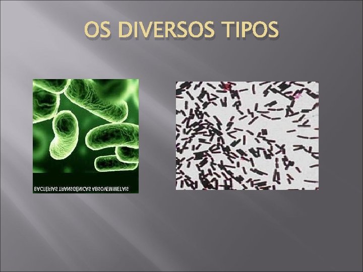 OS DIVERSOS TIPOS 