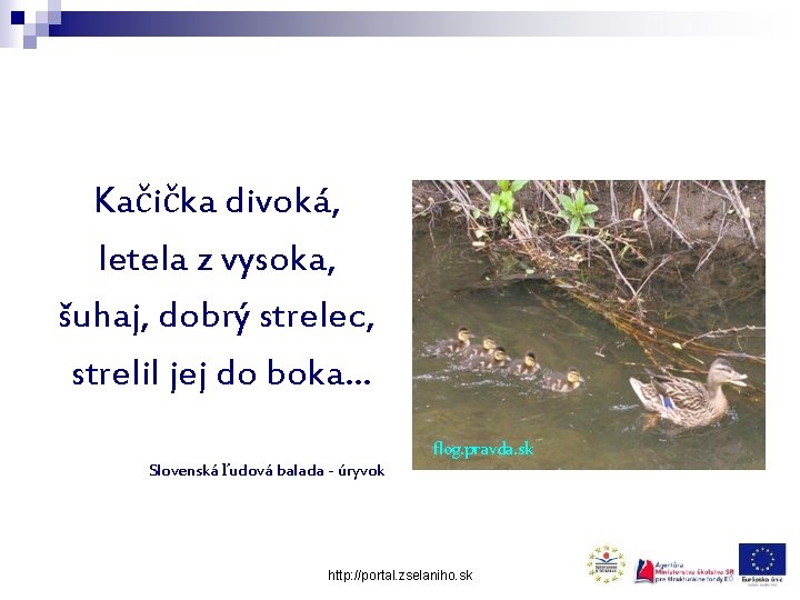 Kačička divoká, letela z vysoka, šuhaj, dobrý strelec, strelil jej do boka. . .