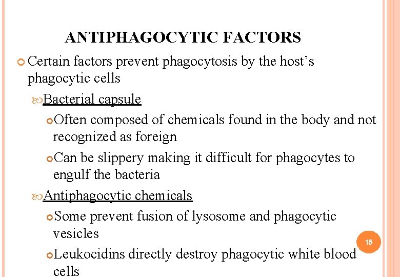 ANTIPHAGOCYTIC FACTORS Certain factors prevent phagocytosis by the host’s phagocytic cells Bacterial capsule Often