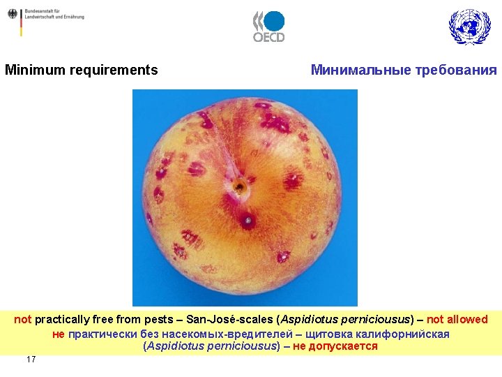 Minimum requirements Минимальные требования not practically free from pests – San-José-scales (Aspidiotus perniciousus) –