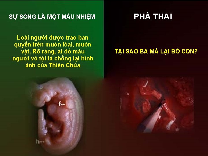 SỰ SỐNG LÀ MỘT MẦU NHIỆM Loài người được trao ban quyền trên muôn