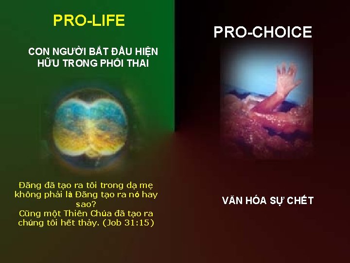 PRO-LIFE PRO-CHOICE CON NGƯỜI BẮT ĐẦU HIỆN HỮU TRONG PHÔI THAI Đấng đã tạo