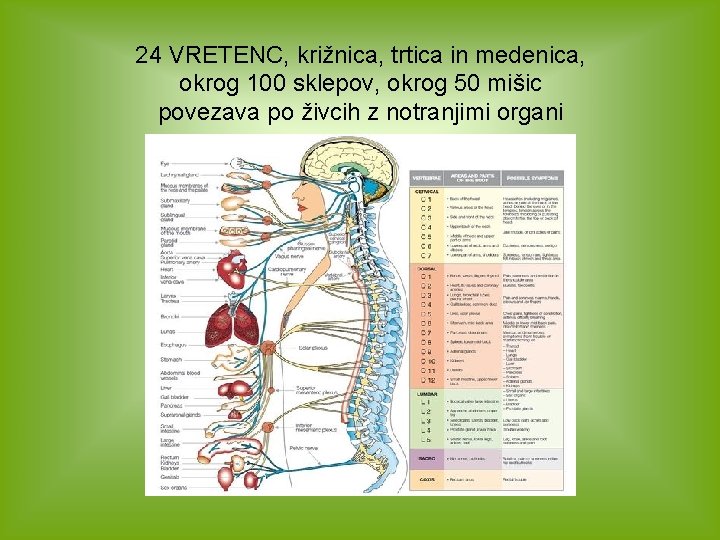 24 VRETENC, križnica, trtica in medenica, okrog 100 sklepov, okrog 50 mišic povezava po