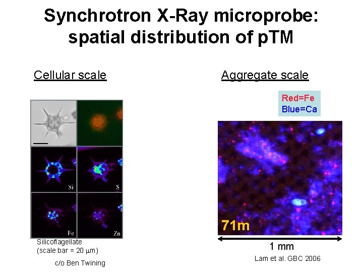 Synchrotron X-Ray microprobe: spatial distribution of p. TM Cellular scale Aggregate scale Red=Fe Blue=Ca