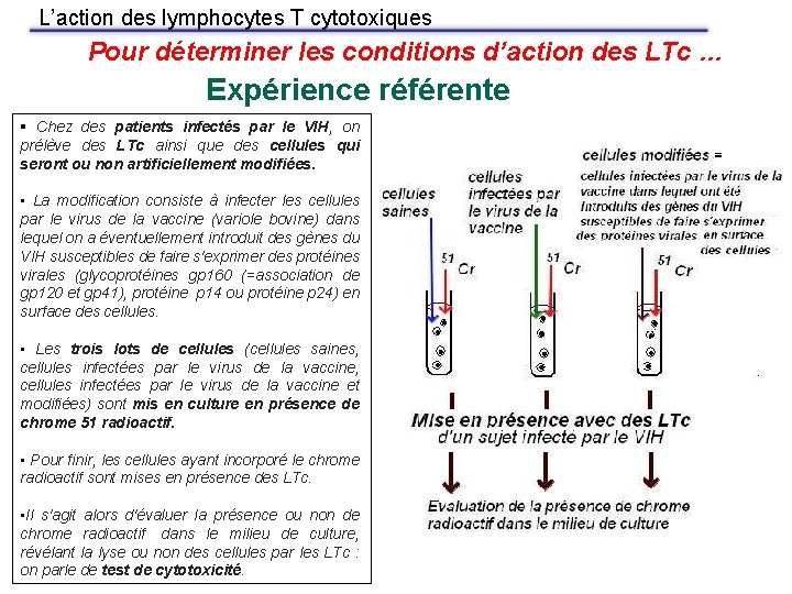 L’action des lymphocytes T cytotoxiques Pour déterminer les conditions d’action des LTc … Expérience