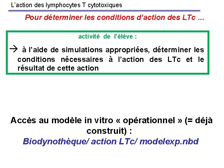 L’action des lymphocytes T cytotoxiques Pour déterminer les conditions d’action des LTc … activité