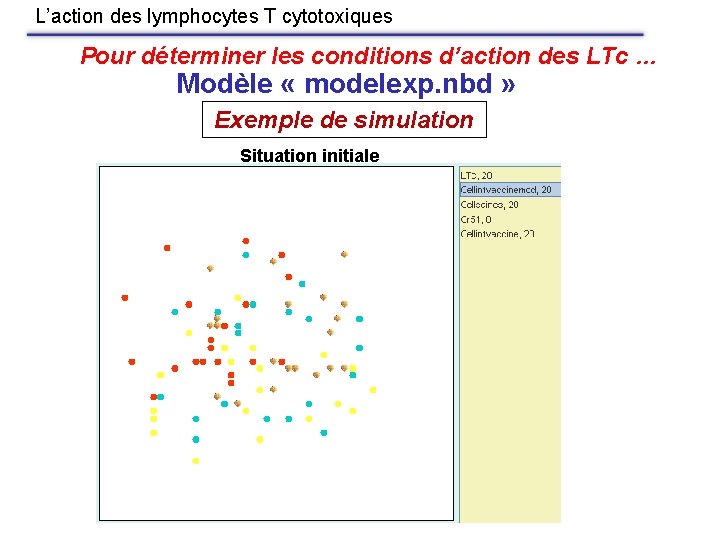 L’action des lymphocytes T cytotoxiques Pour déterminer les conditions d’action des LTc … Modèle