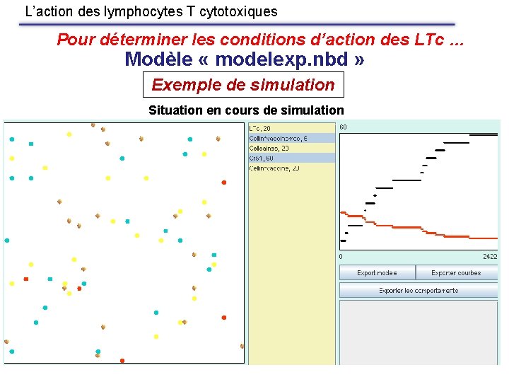 L’action des lymphocytes T cytotoxiques Pour déterminer les conditions d’action des LTc … Modèle