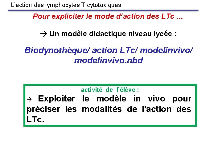 L’action des lymphocytes T cytotoxiques Pour expliciter le mode d’action des LTc … Un