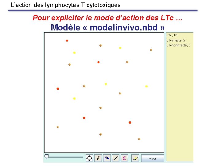 L’action des lymphocytes T cytotoxiques Pour expliciter le mode d’action des LTc … Modèle