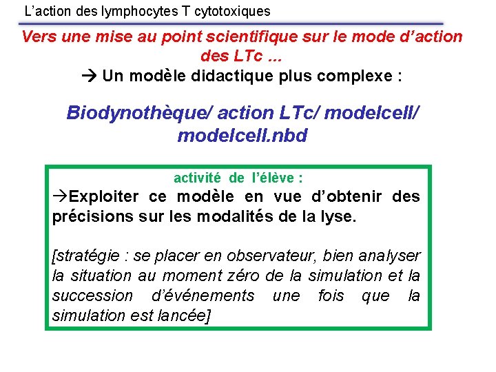 L’action des lymphocytes T cytotoxiques Vers une mise au point scientifique sur le mode