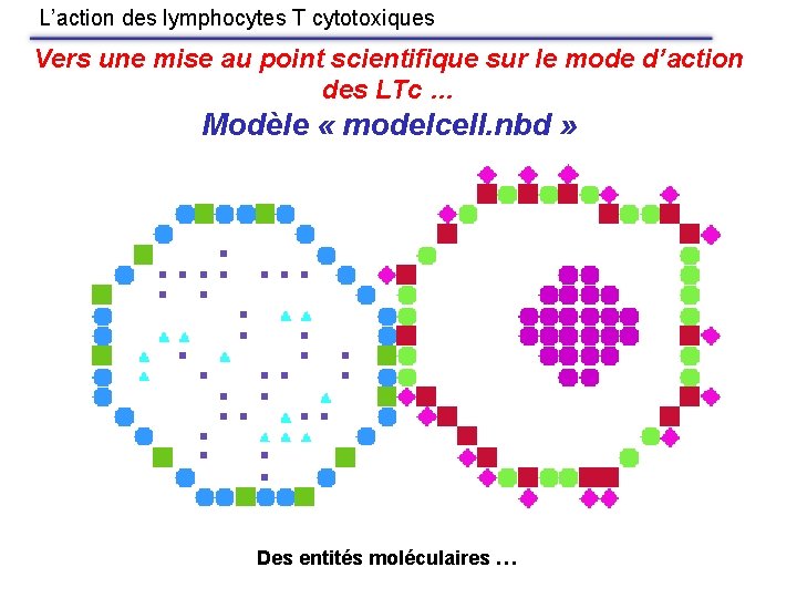 L’action des lymphocytes T cytotoxiques Vers une mise au point scientifique sur le mode