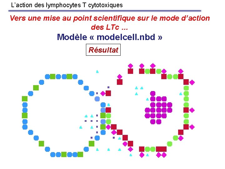 L’action des lymphocytes T cytotoxiques Vers une mise au point scientifique sur le mode