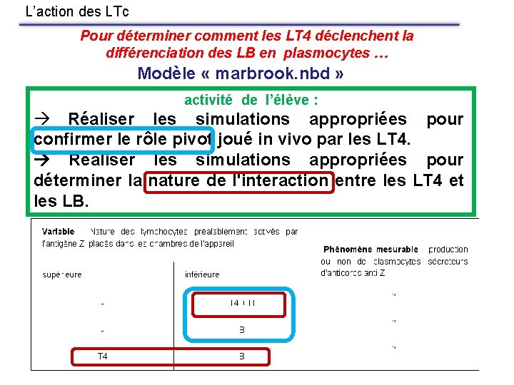 L’action des LTc Pour déterminer comment les LT 4 déclenchent la différenciation des LB