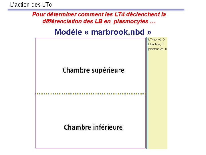 L’action des LTc Pour déterminer comment les LT 4 déclenchent la différenciation des LB