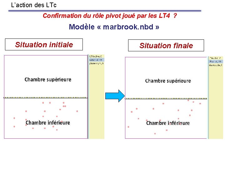 L’action des LTc Confirmation du rôle pivot joué par les LT 4 ? Modèle