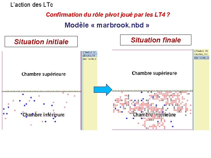 L’action des LTc Confirmation du rôle pivot joué par les LT 4 ? Modèle