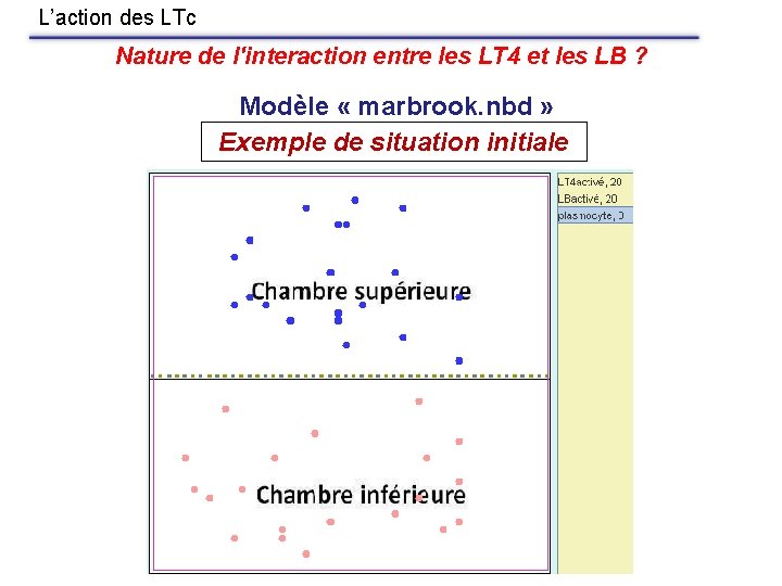 L’action des LTc Nature de l'interaction entre les LT 4 et les LB ?