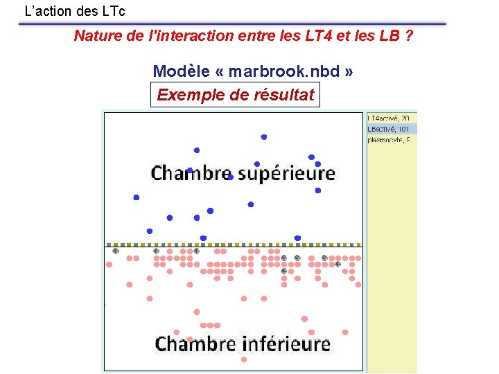 L’action des LTc Nature de l'interaction entre les LT 4 et les LB ?