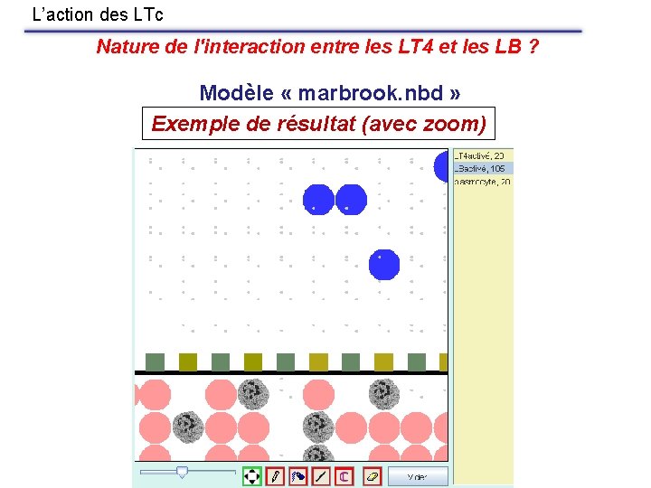 L’action des LTc Nature de l'interaction entre les LT 4 et les LB ?