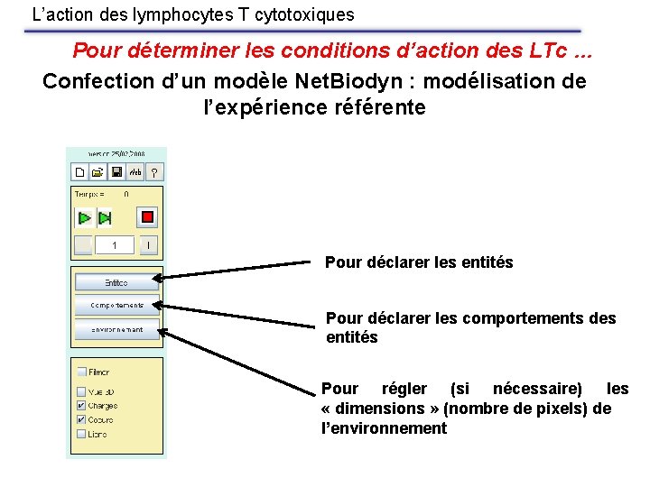 L’action des lymphocytes T cytotoxiques Pour déterminer les conditions d’action des LTc … Confection