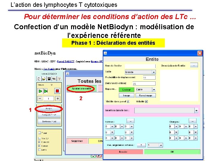 L’action des lymphocytes T cytotoxiques Pour déterminer les conditions d’action des LTc … Confection