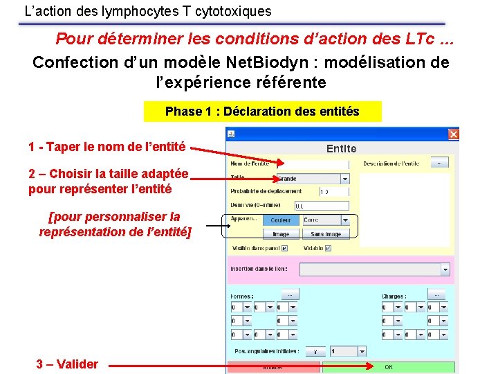 L’action des lymphocytes T cytotoxiques Pour déterminer les conditions d’action des LTc … Confection