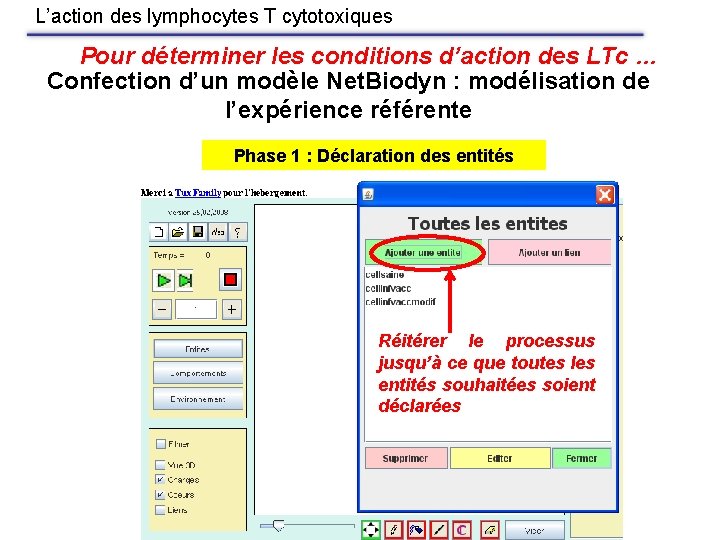 L’action des lymphocytes T cytotoxiques Pour déterminer les conditions d’action des LTc … Confection