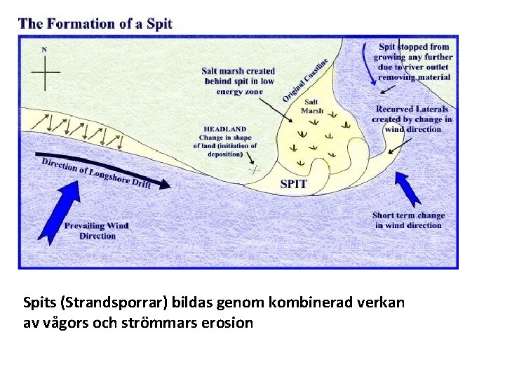 Spits (Strandsporrar) bildas genom kombinerad verkan av vågors och strömmars erosion 