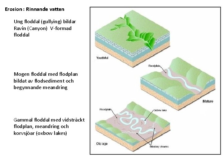 Erosion : Rinnande vatten Ung floddal (gullying) bildar Ravin (Canyon) V-formad floddal Mogen floddal
