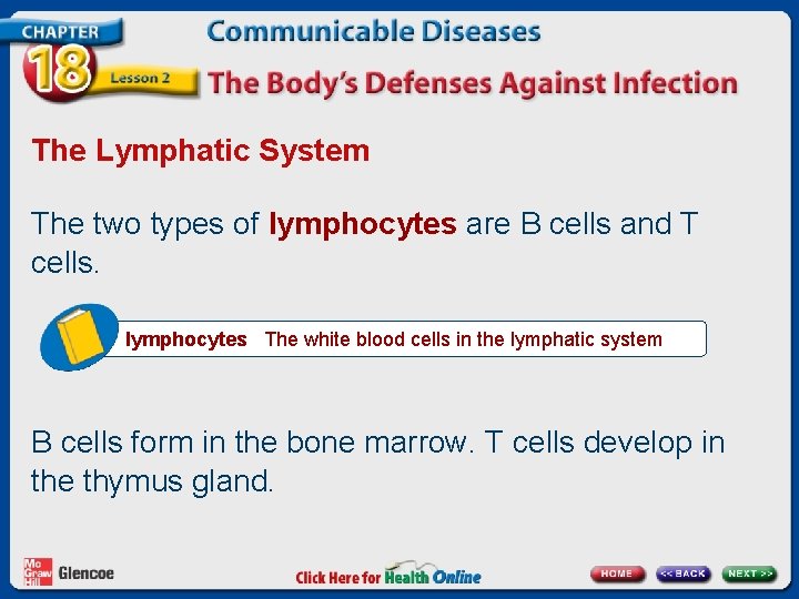 The Lymphatic System The two types of lymphocytes are B cells and T cells.