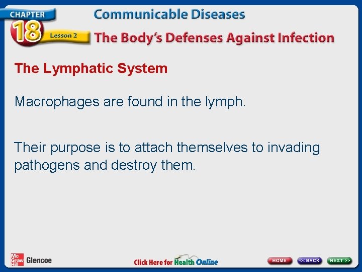 The Lymphatic System Macrophages are found in the lymph. Their purpose is to attach